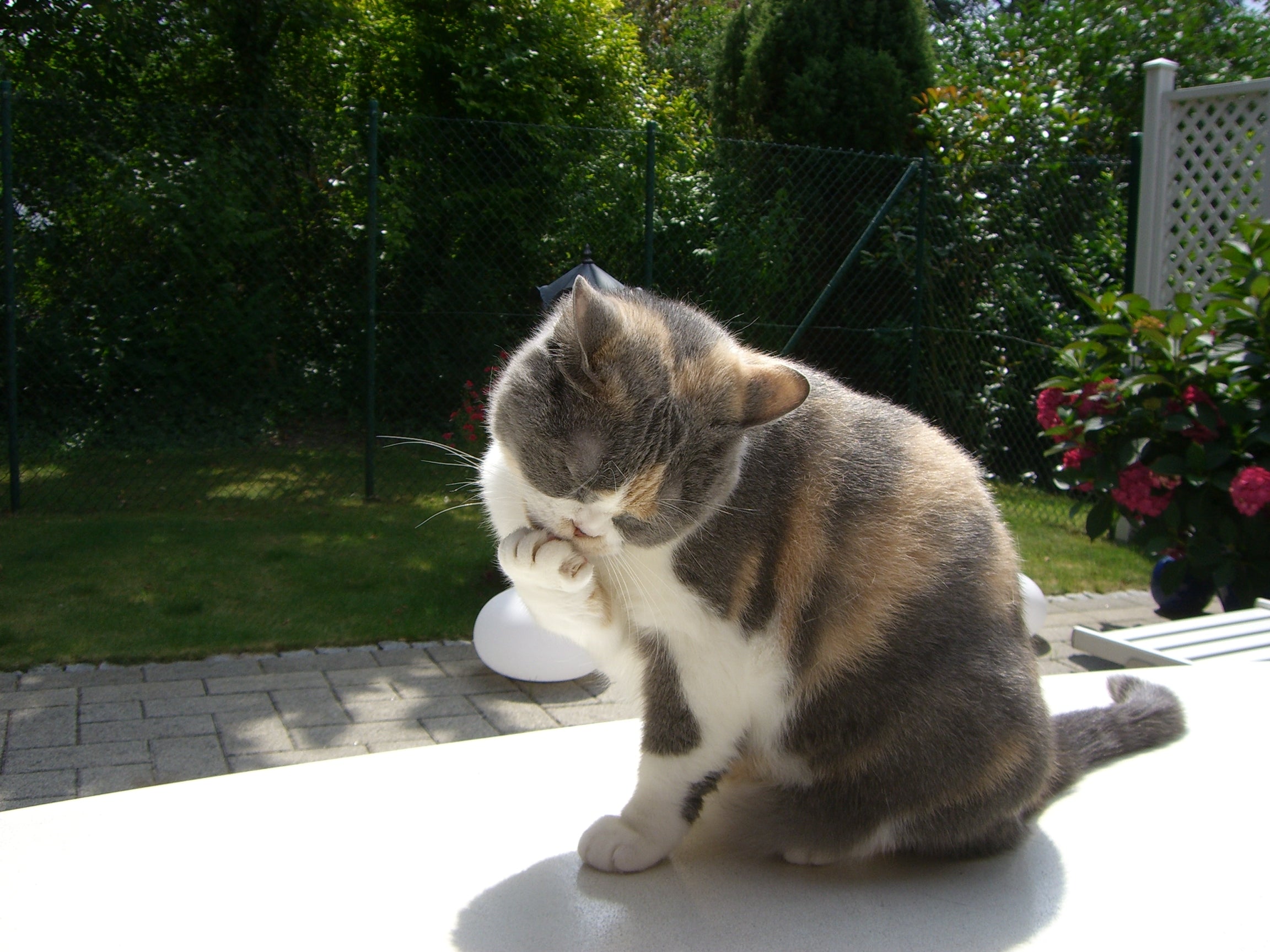 Kater Pinos Welt voller Abenteuer - Kinder- und Malbuch 1